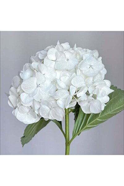 Bloom & Sow Seed Pure White Hydrangea Macrophylla Seeds, Large‑Ball White Hyd...