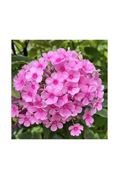 Bloom & Sow Seed Bright Pink Tall Garden Phlox Seeds, Hardy Clustered Blooms,...