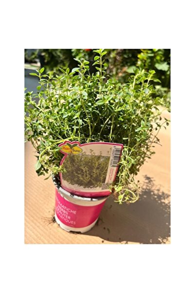 OEM Plantă în ghiveci, Cimbru variegat, Cimbru citrinos, Ghiveci de 10 cm