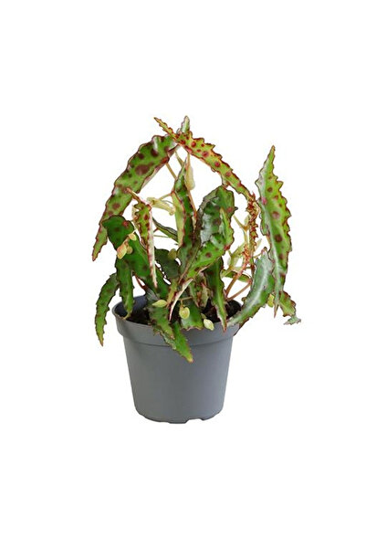 Eufloria Begonia amphioxus D6cm