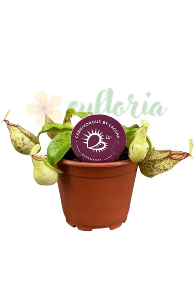 Eufloria Nepenthes × hookeriana Ø8,5cm