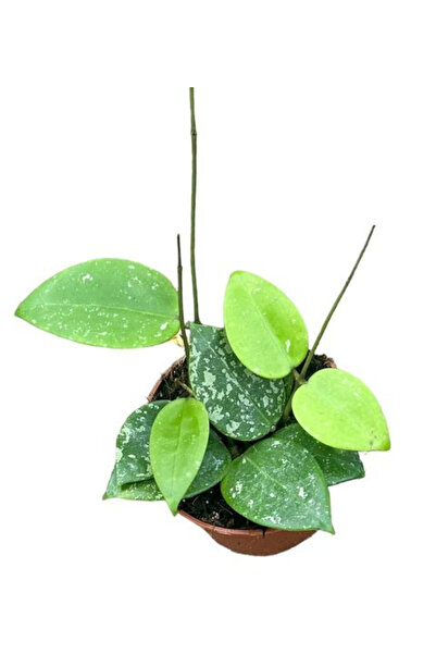 Eufloria Hoya parasitica 'Splash' Ø10.5cm