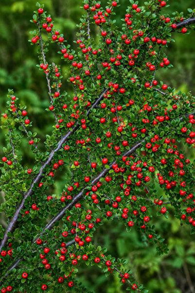 Vasada Dağmuşmulası Fidanı Cotoneaster Dammeri Tüplü 30-40 cm