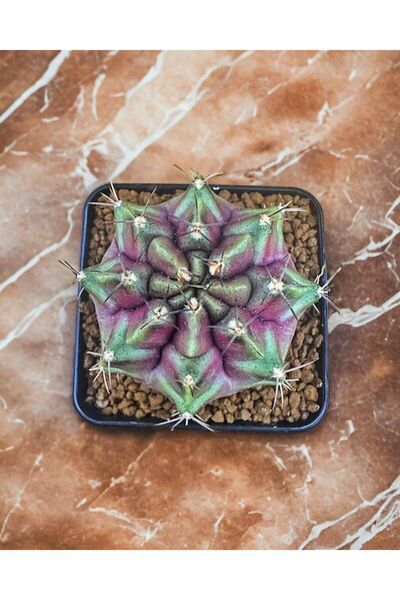 TULIN Gymno Gymnocalycium M. Variegata “PURPLE NEBULA” tohumdan