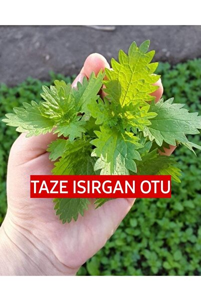 Nutyen 100 Gram İlaçsız Taze-Yaş Toplanmış Organik Isırgan Otu