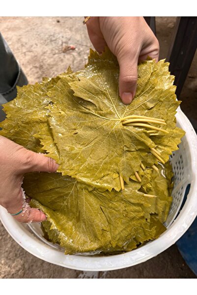 VİTİVERA Premium Manisa Sultaniye Mayıs Asma Yaprağı Damarsız, İnce, Kolay Sarım 5 Kg (Net 3 Kg Yaprak)