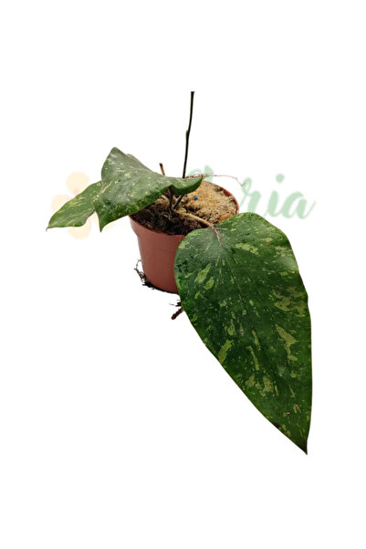 Eufloria Hoya sp. Padang Sidempuan Ø10.5cm