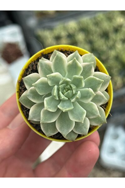 SukuLand Echeveria Marcus variegata kore ithal özel tür sukulent 5,5cm saksıda