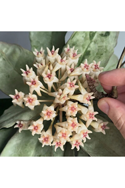 Eufloria Hoya mitrata 'Silver' Ø7cm