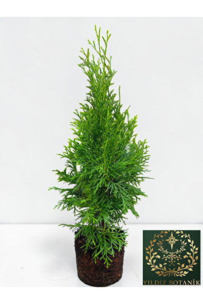 YILDIZ BOTANİK Smargat Mazı Fidanı Çit Bitkisi 'Thuja Smaragd' 25-30 CM