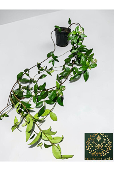 YILDIZ BOTANİK Arap Yasemini Sarmaşığı Kokulu Rhyncospermum Jasminoides 120-140 CM