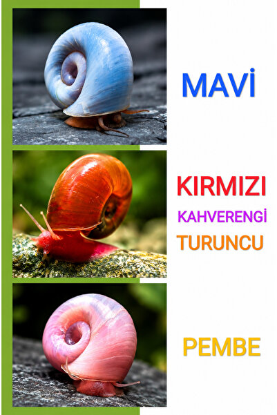 İkizler Planorbarius Corneus Spiral Snail - Tatlı Su Akvaryumu Salyangozu Kar...