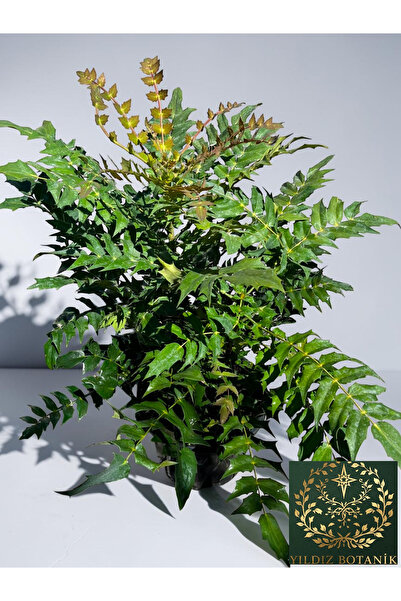 YILDIZ BOTANİK Mahonya Çiçeği Sarı Boya Çalısı Mahonia Winter Sun 40-60 CM