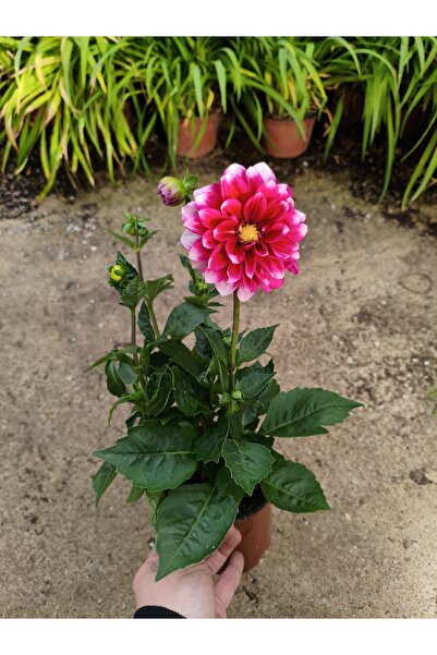 CANBOTANİK Kırmızı Beyaz Uçlu Yıldız Çiçeği Saksıda 20-40 cm 1 Adet Dahlia Çi...