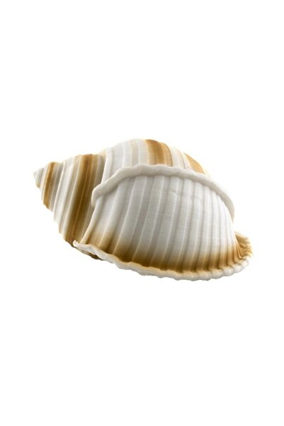 OEM Decor acvariu, Scoică, 9x7x5cm