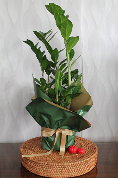 Home Mine Garden Ankara - Zamia (zeze)