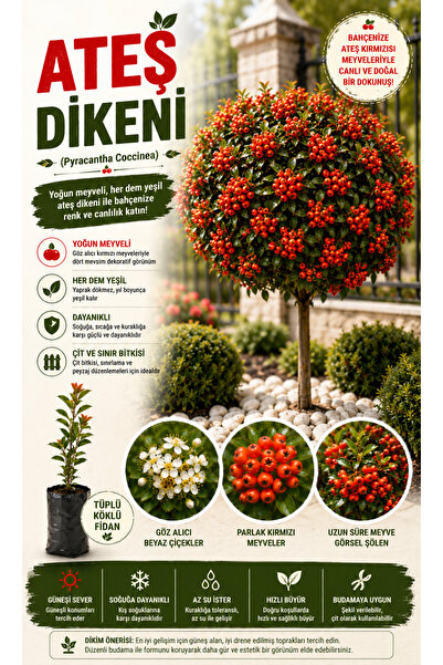 EGE GARDEN Ateş Dikeni (Pyracantha Coccinea) Fidanı – Kırmızı Meyveli Peyzaj ...