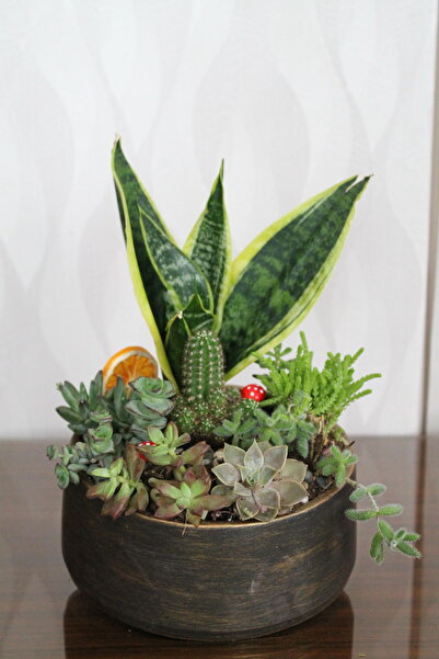 Home Kılıç Bitkili Sukulent Aranjman