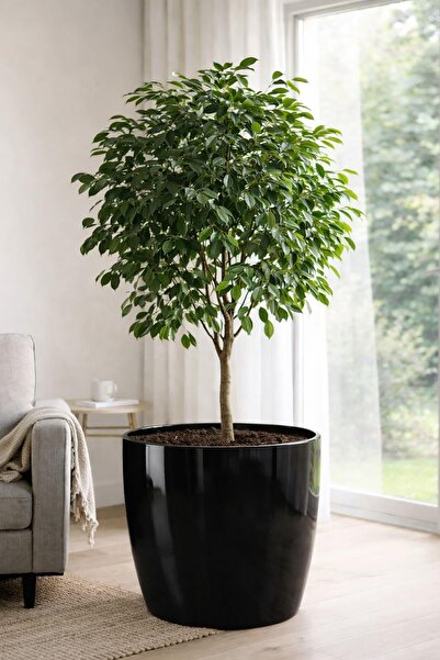 POLİVAHOME Yakut Saksı Aparatı Ile Birlikte 39cm, 66 Litre İç Ve Dış Mekan Sa...