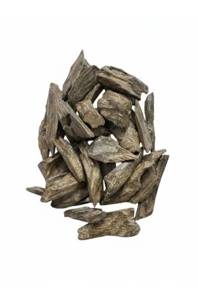Brown دقة العود الأزرق