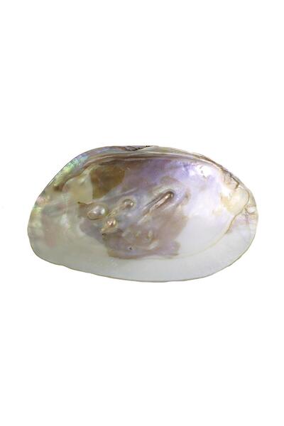 Palo Santo Scoică de abalone 12-15 cm - / Arzător de salvie