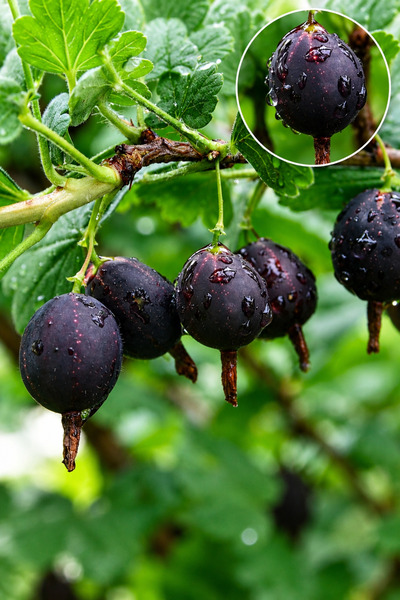 Vasada Siyah-Bordo Bektaşi Üzümü Fidanı Black Gooseberry Saksılı 50-60 cm