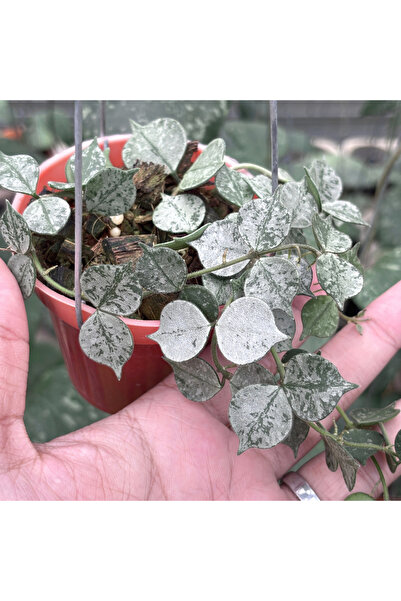 Eufloria Hoya curtisii Silver
