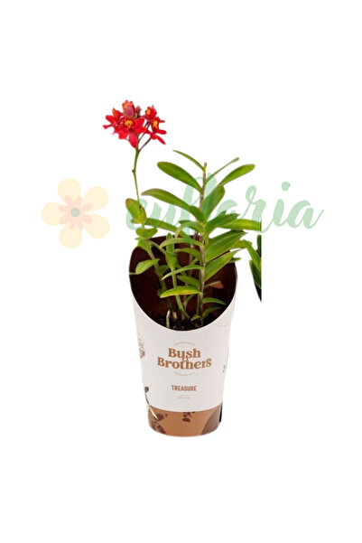 Eufloria Orhidee Epidendrum Ø9cm — Orhidee Crucifix, Potrivită pentru începători