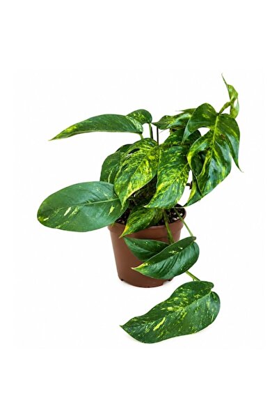 OEM Plantă Epipremnum Cintho Goldfinger 25-35cm, plantă tropicală rară