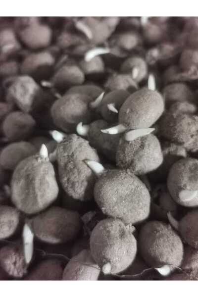 ATAKUM SALEP 100 Adet Salep Yumrusu Tohumu