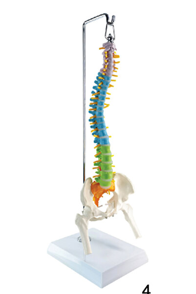 EgeAnatomi Maketleri Didaktik Esnek Omurga Modeli, Femur Başlı, 45 cm - Omurg...