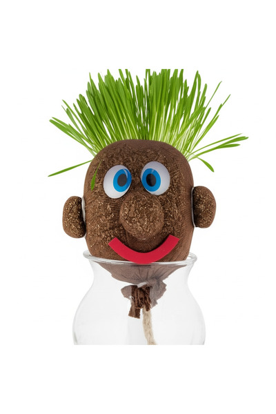 Ayawaska Jucarie cap de iarba, planta naturala educativa pentru copii, decor ...