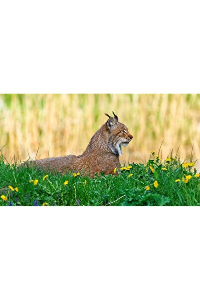 Persona Tablou canvas 100 x 70 cm, Animale model 253