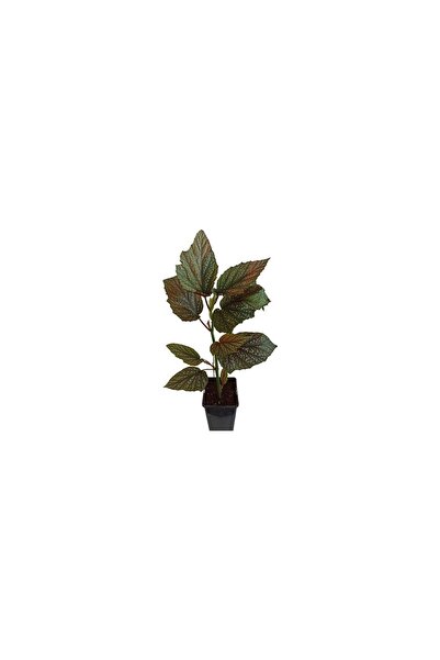 BİORGANİX Çilli Begonya Çiçeği Begonia Aconitifolia Melek Kanadı 10-20 cm