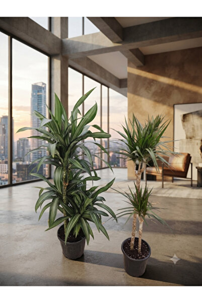 Yades İkili Set: 100-105 cm Dracaena Marginata ve Çizgili Dracaena - Canlı ev...