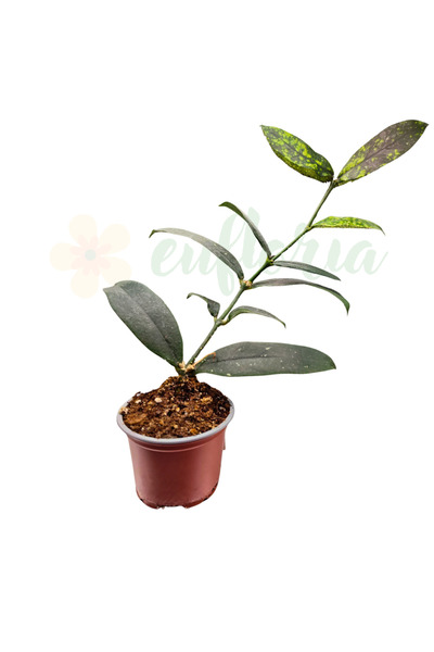 Eufloria Hoya lobbii 'Flori Roșii' Ø9cm