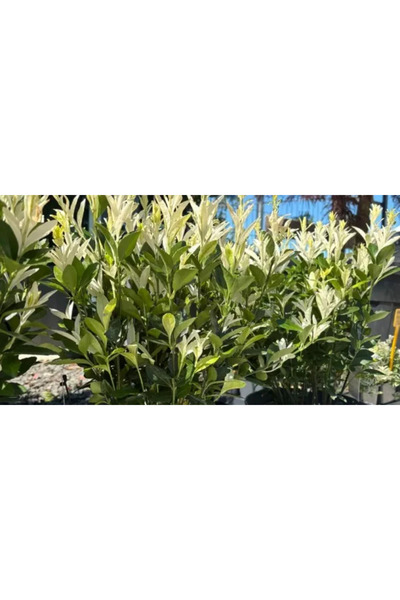 PLANTA TERRA Gradina ta începe aici Euonymus japonicus Himalaya, 20/40cm