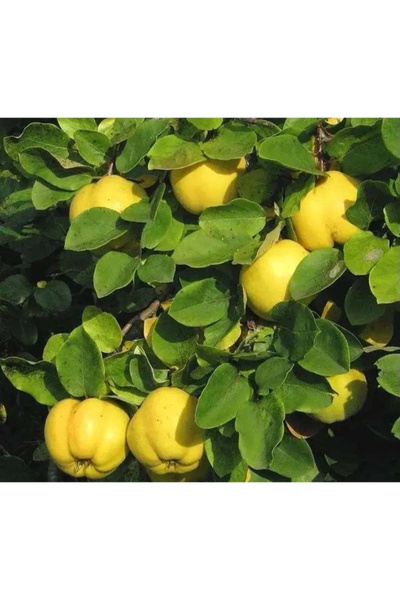 123 1000 Yellow Radish Seeds, Cold Resistant, Suitable for Decorative Plantin...