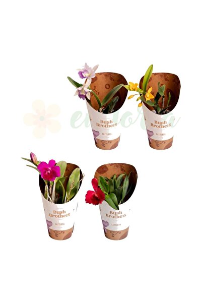 Eufloria Orhidee Cattleya Ø12cm - flori roșii, parfumate