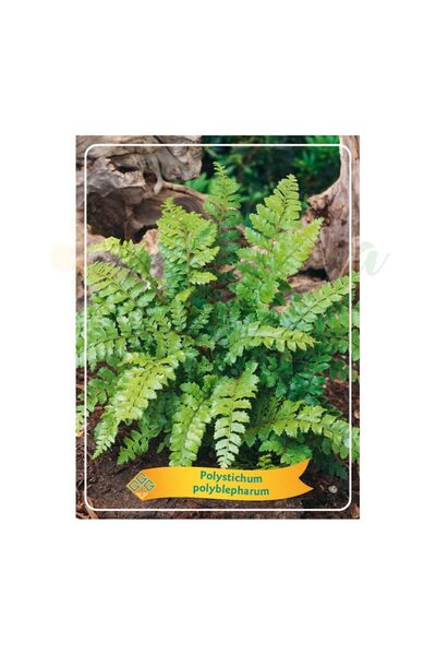 Eufloria Polystichum polyblepharum Ferigă Ø11cm