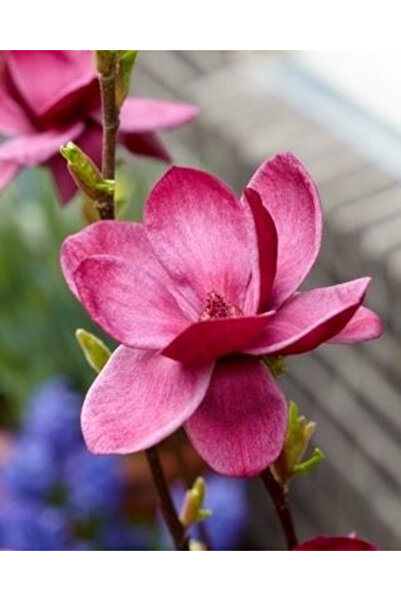 fara marca Magnolia 'Genie' Roșu-violet 40-60 cm