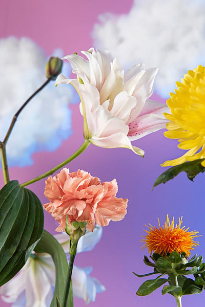Bloom & Sow Seed بذور زهور مختلطة - مزيج من الزنبق والقرنفل والأقحوان الأصفر ...