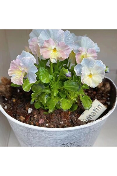 Bloom & Sow Seed Macaron Gradient Small Pansy Seeds, Cold-resistant Balcony W...