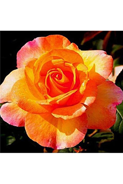 Bloom & Sow Seed بذور ورد بلون غروب الشمس ثنائي اللون، زهرة زينة عطرية في أصي...