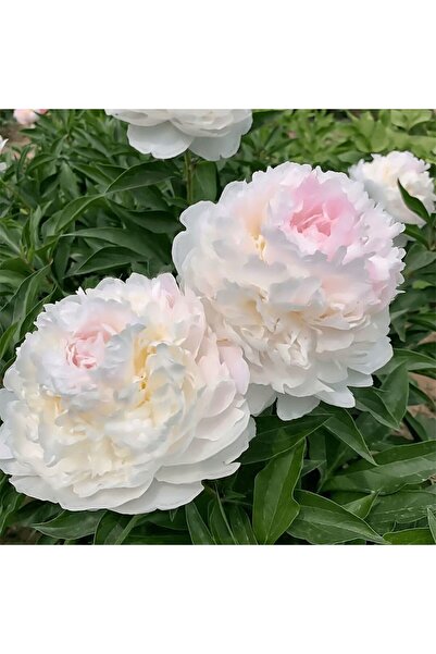 Bloom & Sow Seed White‑Pink Blush Double Peony Seeds, Paeonia Lactiflora Hard...
