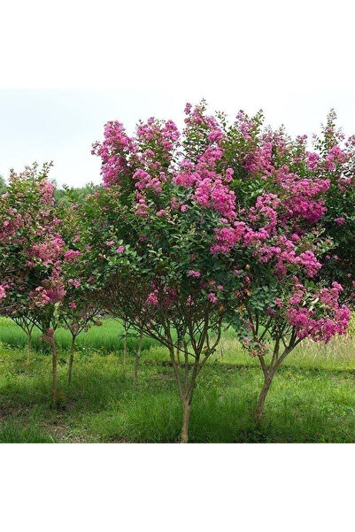 Bloom & Sow Seed Vibrant Purple Lagerstroemia Seeds, Hardy Deciduous Tree for...