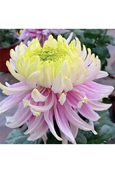 Bloom & Sow Seed Large Two‑Tone Pink‑Yellow Chrysanthemum Seeds, Long Curly P...