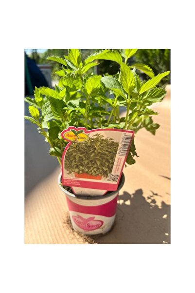 OEM Plantă aromată, Mentă marocană pentru Mojito, Ghiveci
