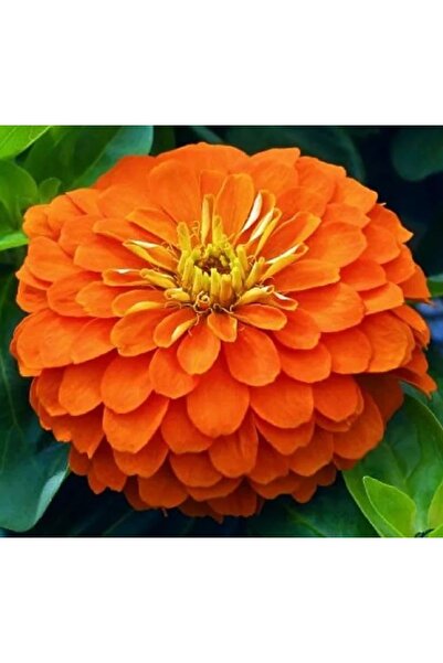Esranın Dünyası Büyük Geniş Çiçekli Turuncu Zinnia Tohum Seti (5 Adet)