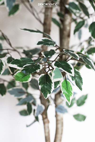 Dekorsende Yapay Ficus Benjamin Starlight Dalı Alacalı
